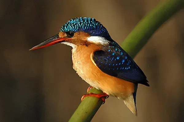 La carte Corythornis