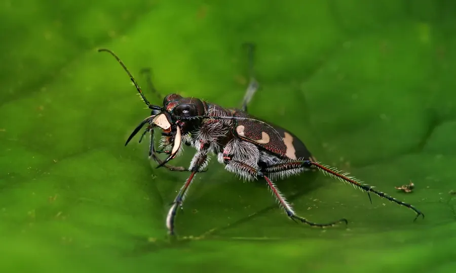 The Cicindela hybrida card