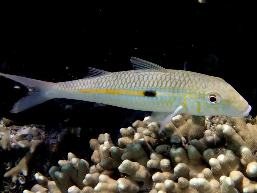 The Yellowstripe goatfish card