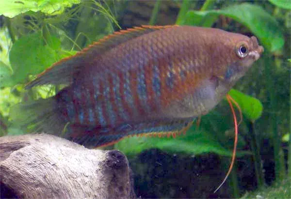 The Thick-lipped gourami card