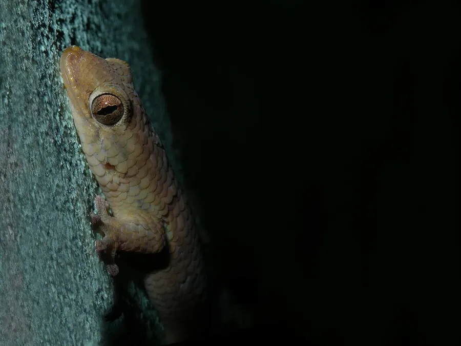 The Geckolepis card