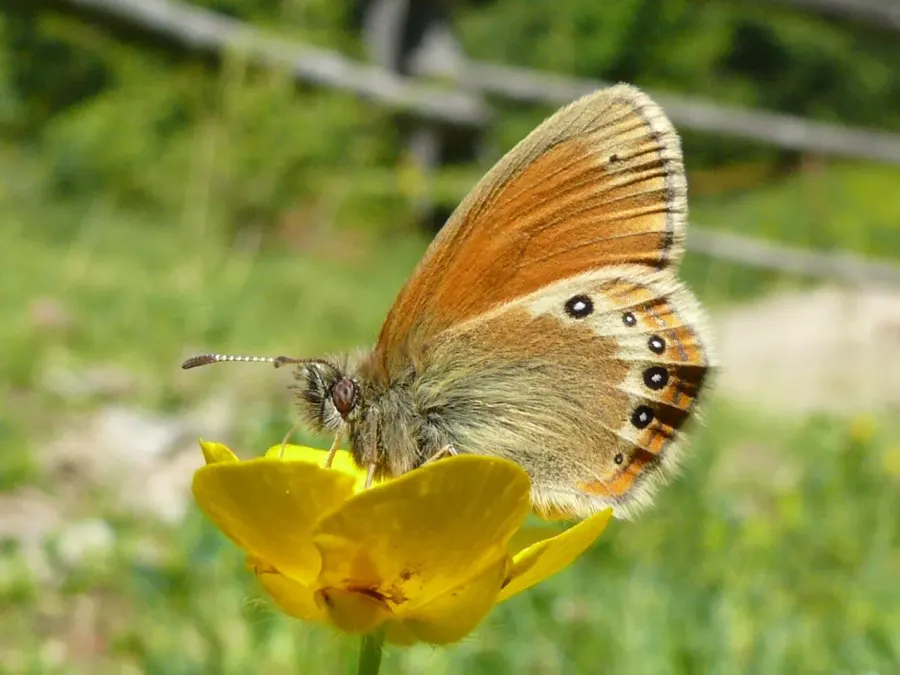 The Coenonympha card