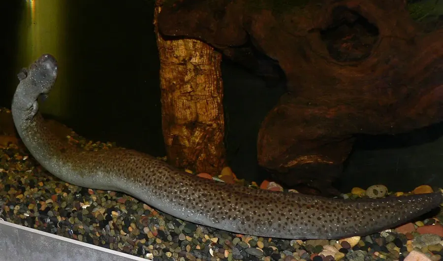 La carte Sirenidae