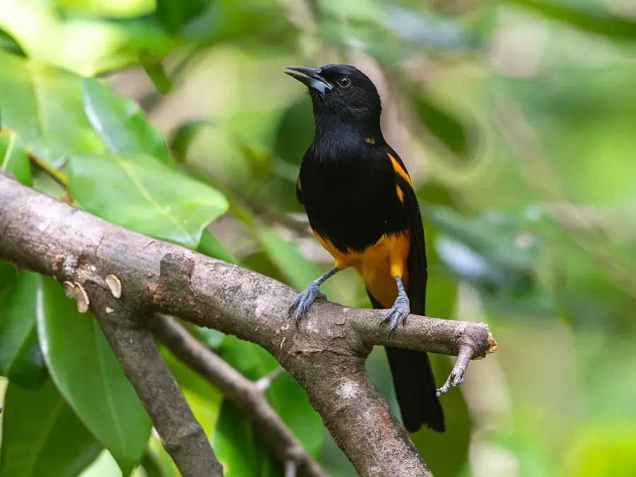 La carte Oriole de Sainte-Lucie