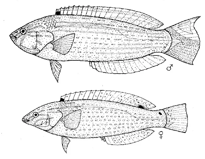 La carte Suezichthys