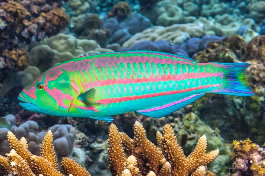 The Surge wrasse card