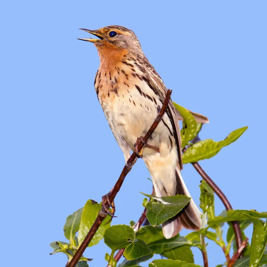 La carte Pipit à gorge rousse