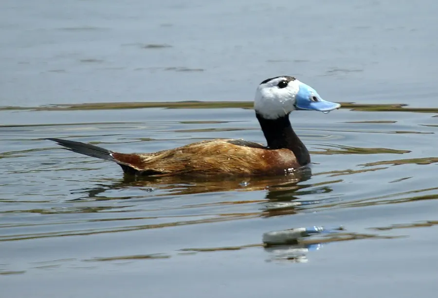 The White-headed duck card