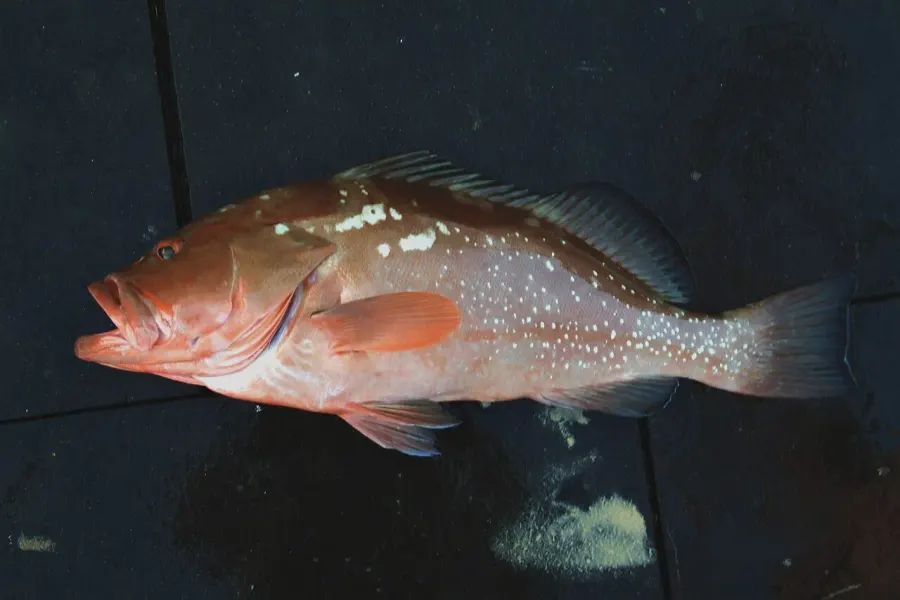 The Red grouper card