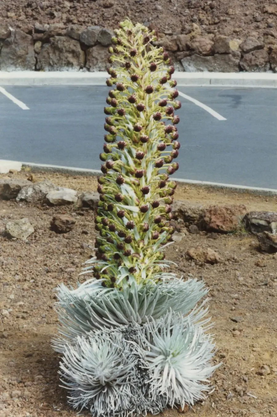 The Argyroxiphium card