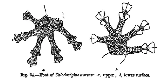 The Calodactylodes card