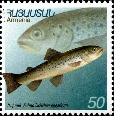 The Sevan trout card