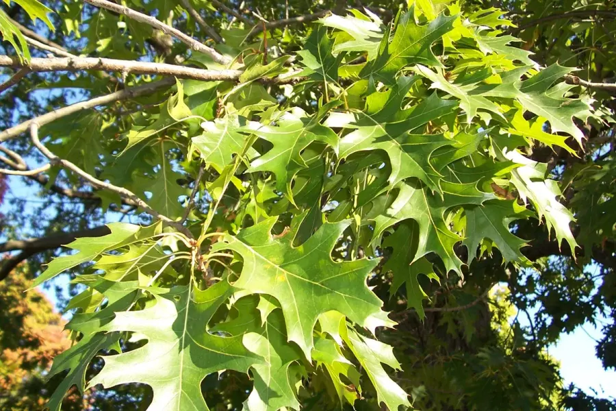 La carte Quercus ellipsoidalis