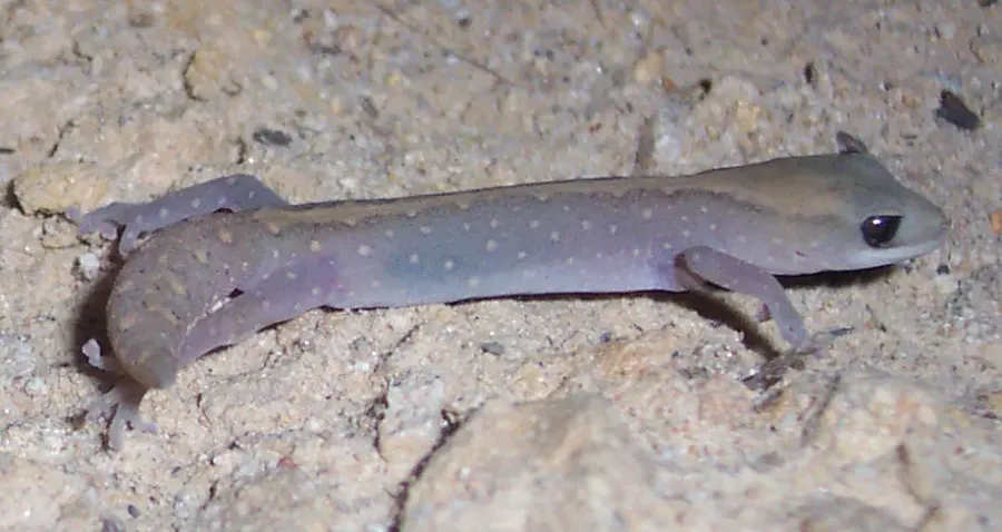 The Diplodactylus card