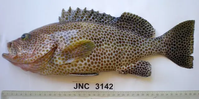 The Brownspotted grouper card