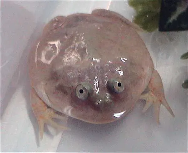 The Lepidobatrachus laevis card