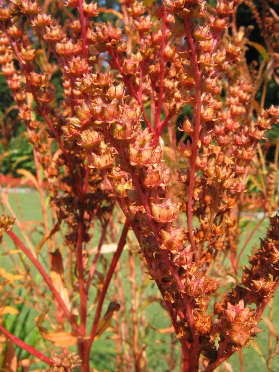 The Penthoraceae card