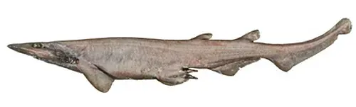 The South China catshark card