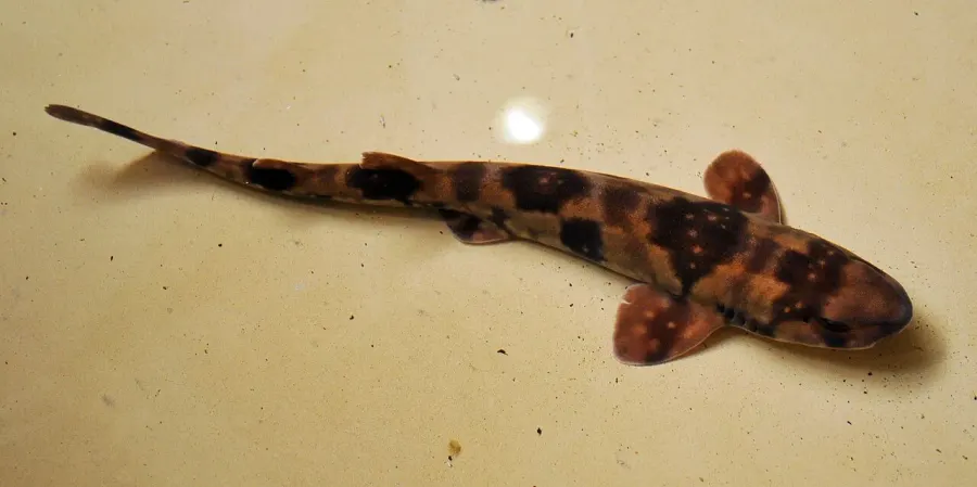 The Cloudy catshark card
