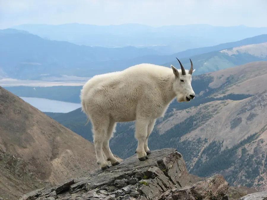 La carte Chèvre des montagnes Rocheuses