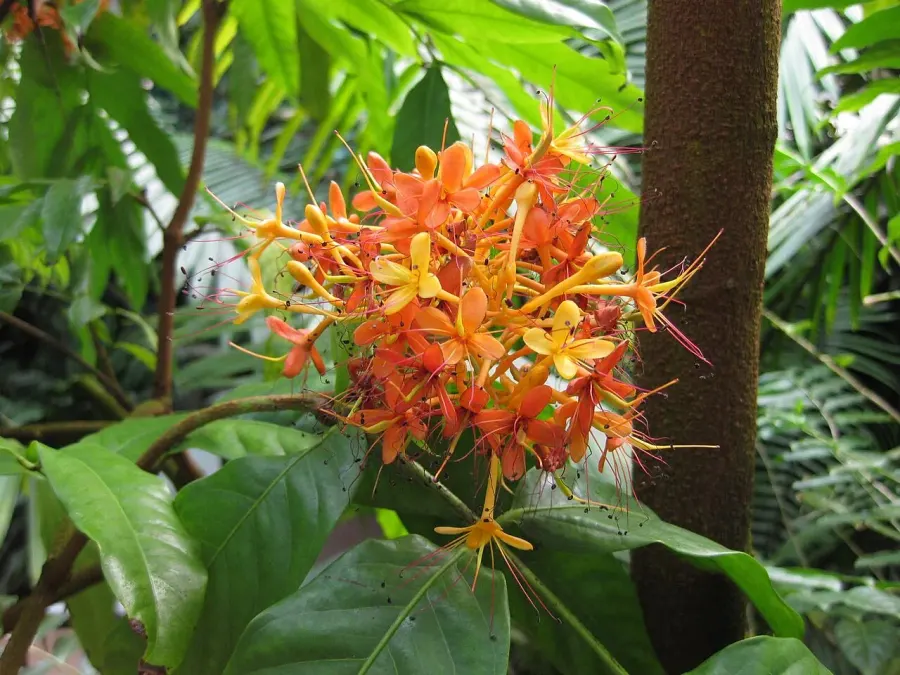 La carte Saraca