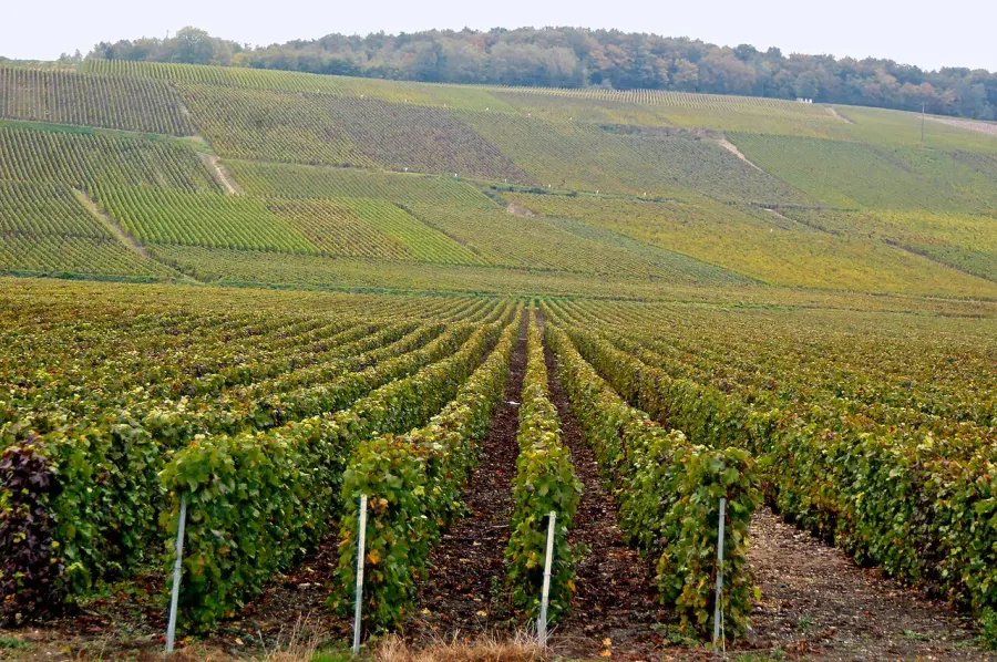 La carte Vignoble de Champagne