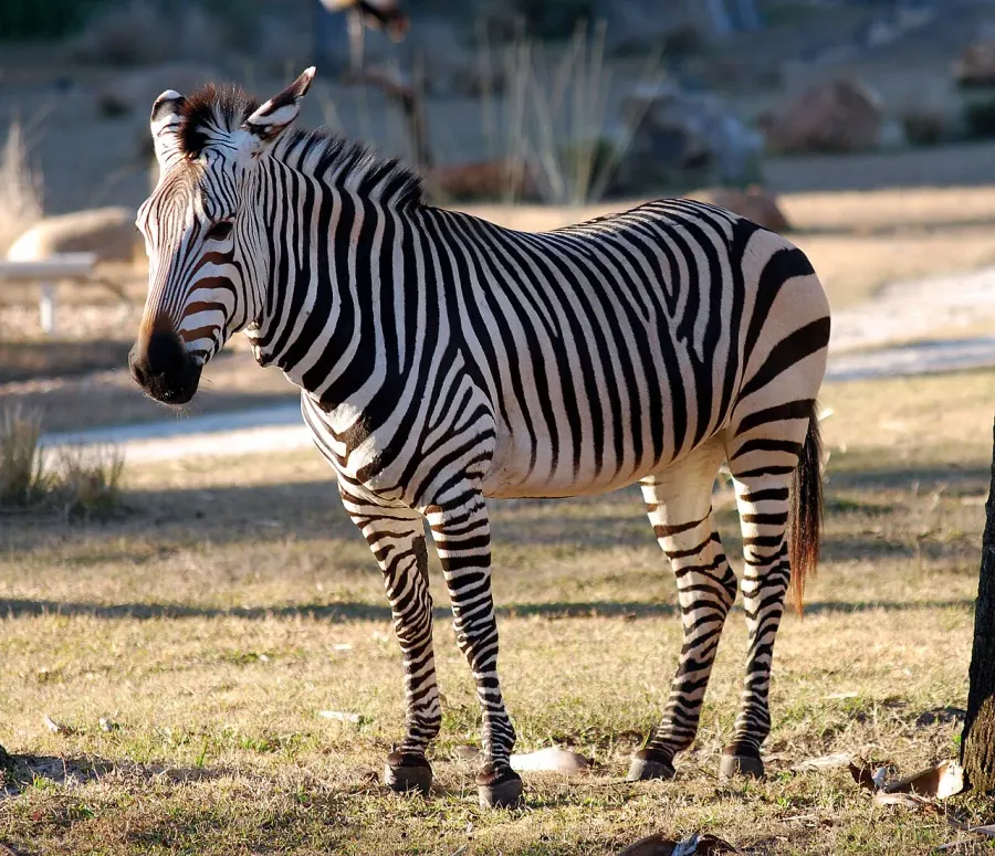 La carte Equus zebra
