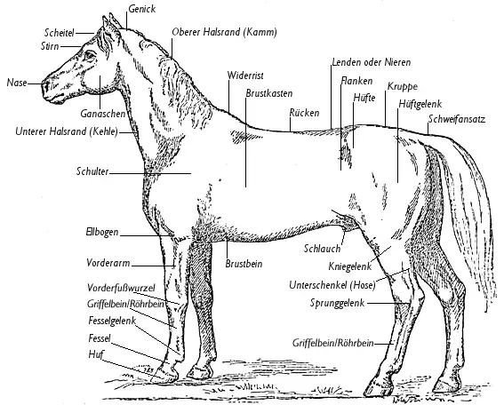 The Physiologie animale card