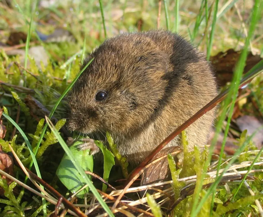 La carte Microtus arvalis