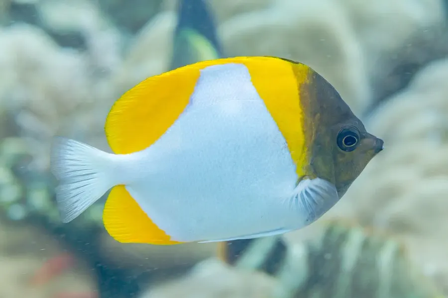 The Pyramid butterflyfish card