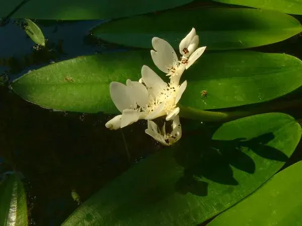 La carte Aponogeton distachyos