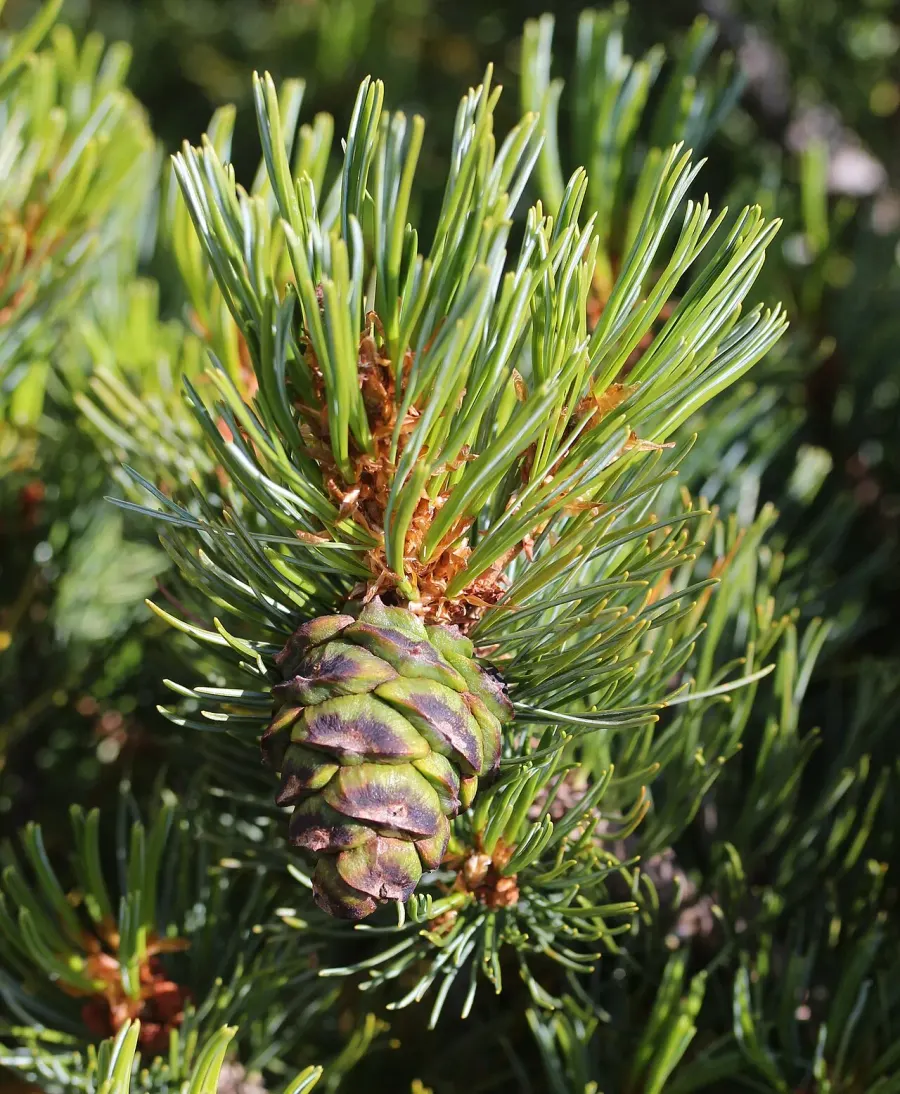 La carte Pinus pumila