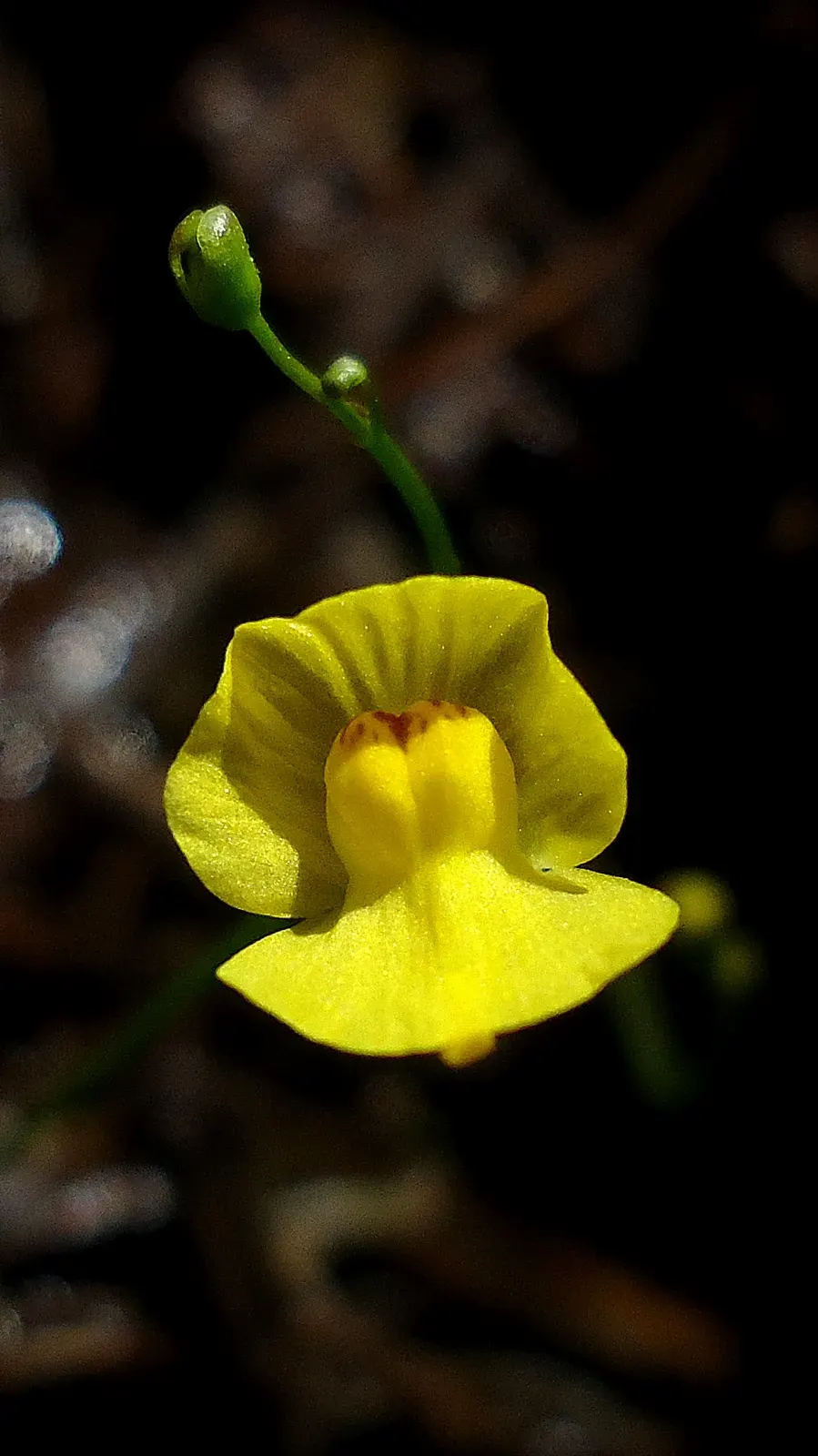 La carte Utricularia gibba