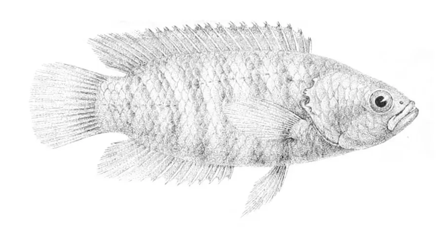 The Microctenopoma card