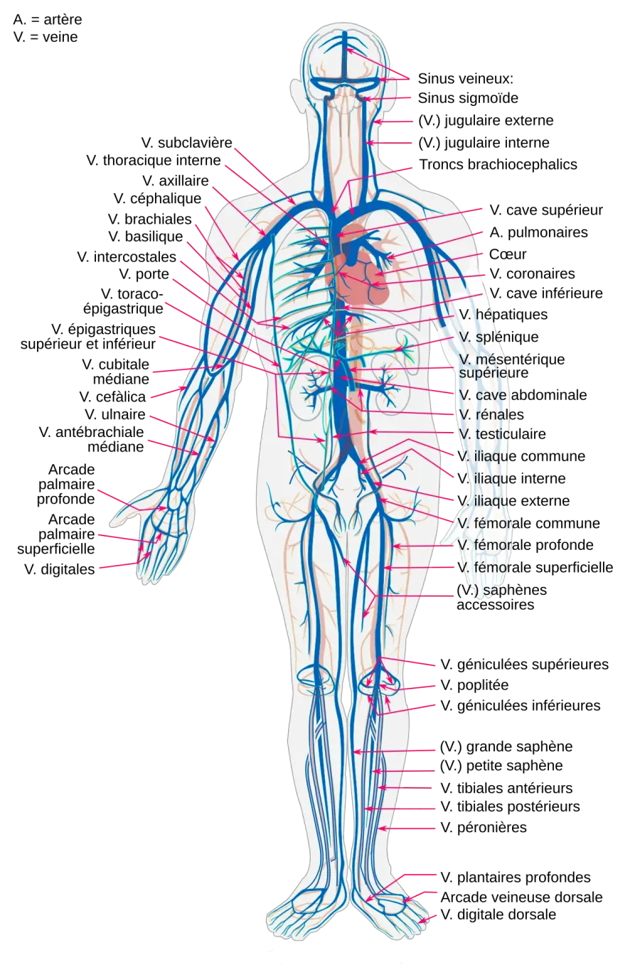 The Vein#Phlebology card
