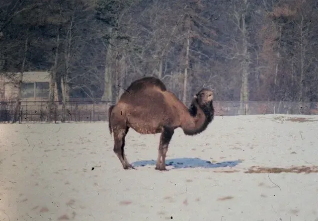 La carte Turkoman