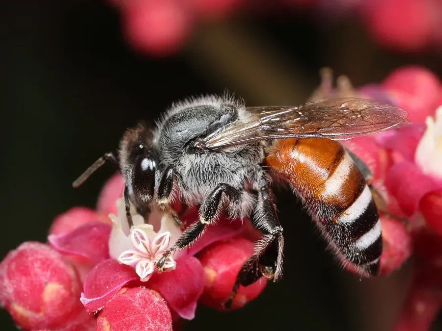 La carte Apis florea