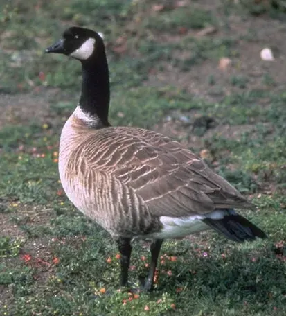 The Cackling goose card