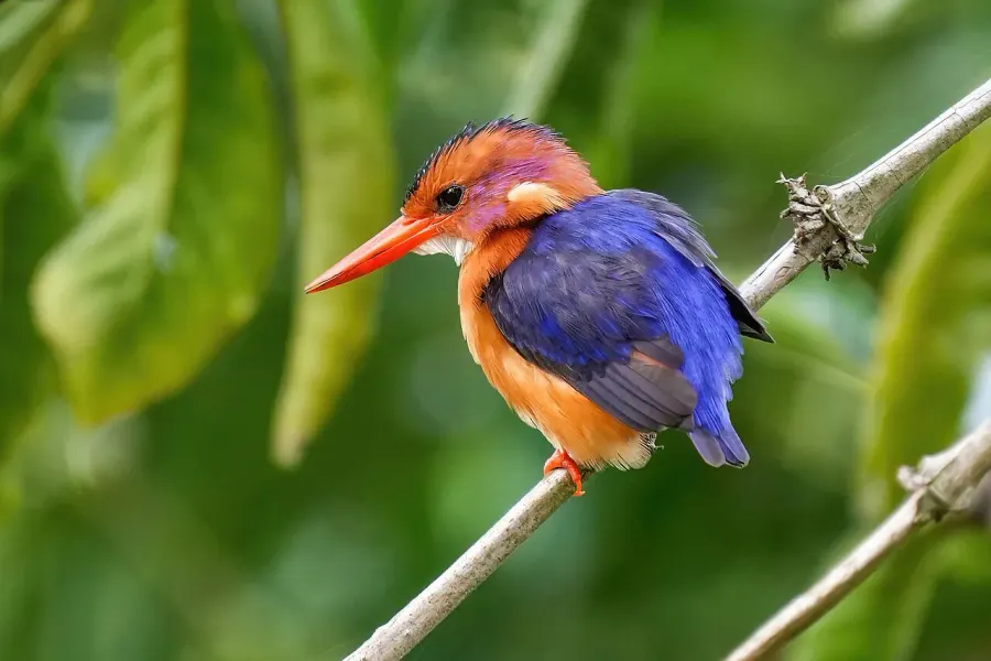 La carte Martin-pêcheur pygmée