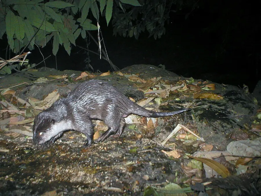 La carte Loutre cendrée