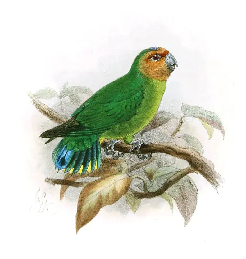 The Pygmy parrot card