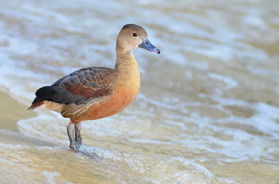 The Lesser whistling duck card