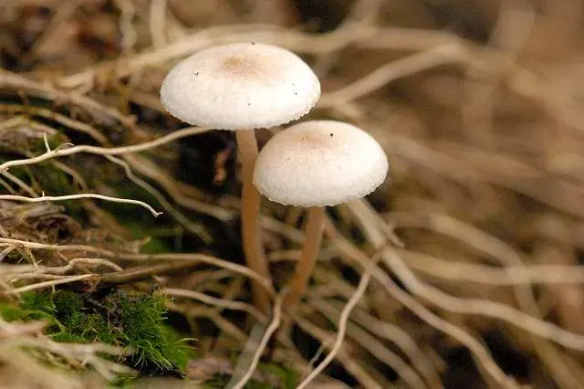 La carte Collybia