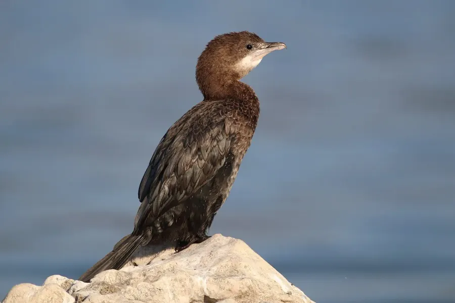 La carte Cormoran pygmée