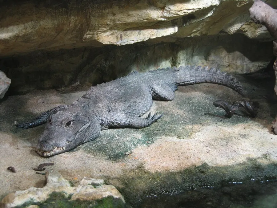La carte Crocodile nain