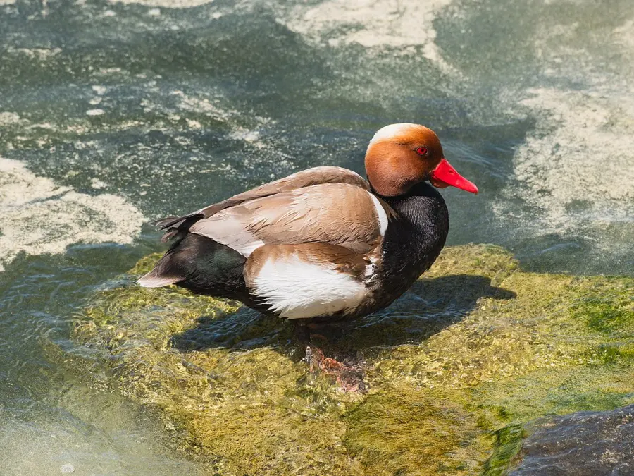 La carte Nette rousse