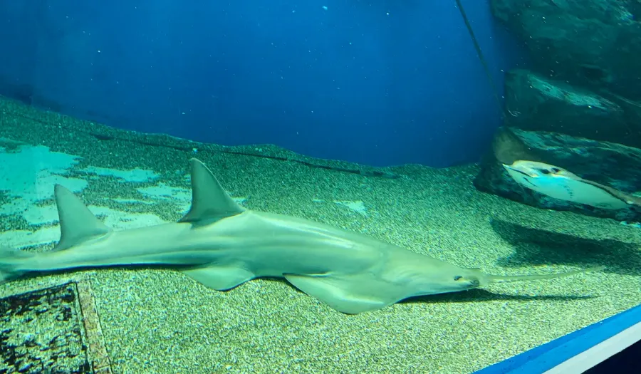 The Dwarf sawfish card