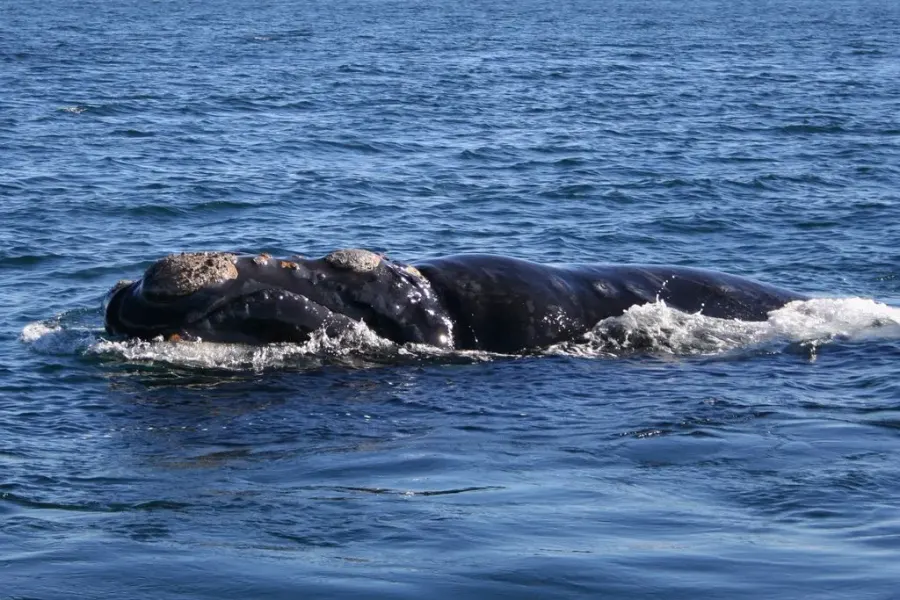 La carte Baleine franche australe