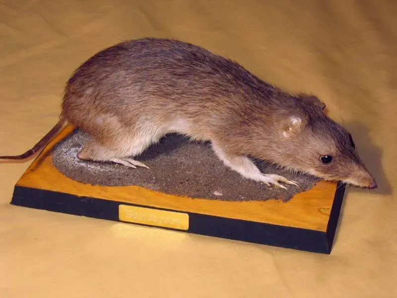 The Peramelemorphia card