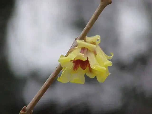 The Chimonanthus card